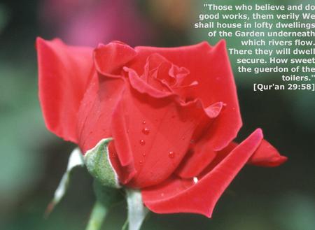 Beautiful Flower - nice, islam, flower, red