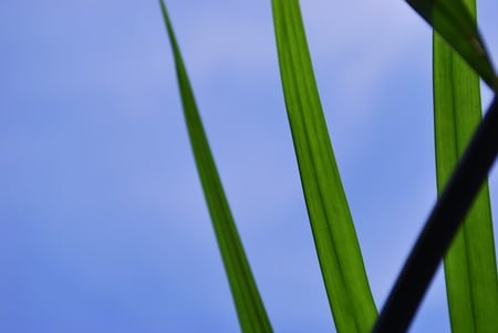 My Blue Sky - sky, palm, plants, blue, green