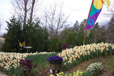 Running Springs, CA Daffodil Garden - daffodils, flowers, garden