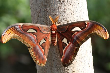 Atlas Moth on Tree - attacus atlas, atlas-moth, atlas moth, moth