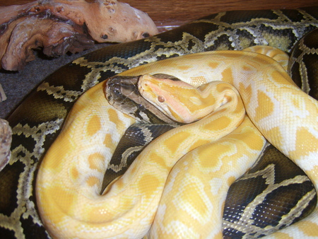 burmese pytons - burmese, snakes