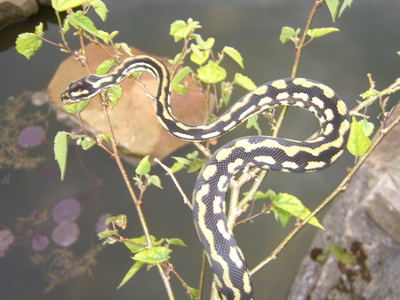 jungle carpet pyton - snake, reptiles