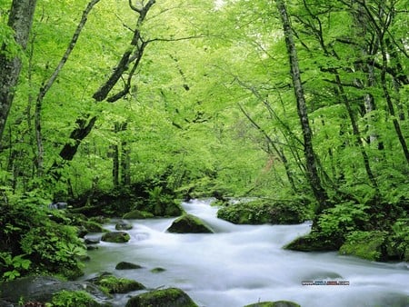 Summer Time - nature, sky, trees, forest, woods, clouds, creek