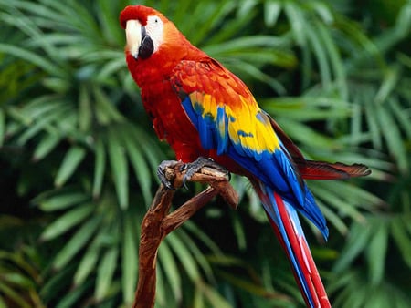 colourful Ara - jungle, colours, ara, parrot