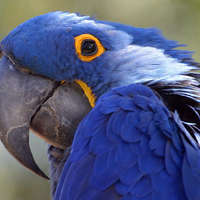 blue parrot