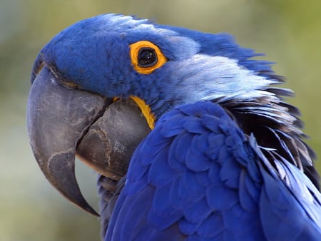 blue parrot