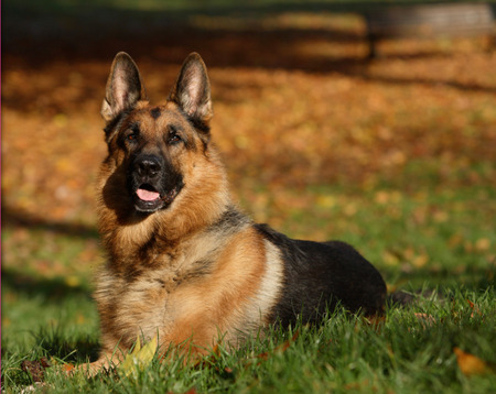 shaefer dog - dog, grass, shaefer, posing