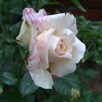 Rose pink stripes on white