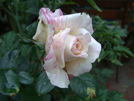 Rose pink stripes on white - white, pretty, pink, bud, rose, flower