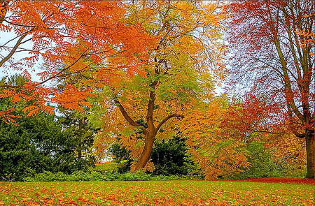 Nature's finery - trees, autumn, red, green, gold, forest, orange, leaves