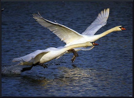 Take off - swans, water, flight, pair, taking off