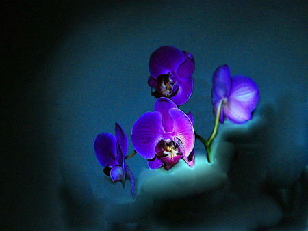 Night blooms - purple, dark, light, blue, flowers, pansies