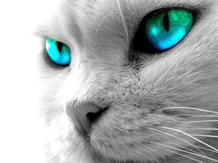 Beautiful Eyed Cat - abstract, photography, animals, cats, other