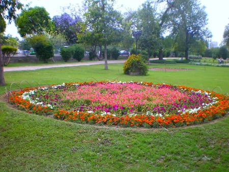 Spring in Lahore - pakistan, flowers, spring in lahore, nature