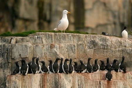 The Guardian - guardian, rock, seagull, lovely, birds