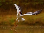 Dancing on the water