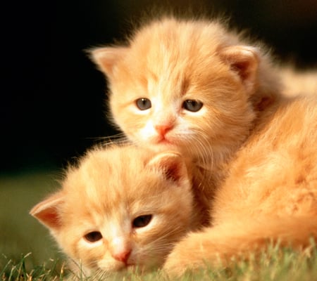 Cute Twins - twins, beautiful, cute, grass, kitten, ginger