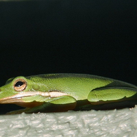 GREEN TREE FROG