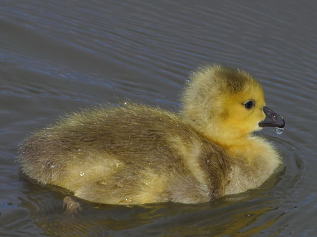 LITTLE YELLOW GOOSE SWIMMING,