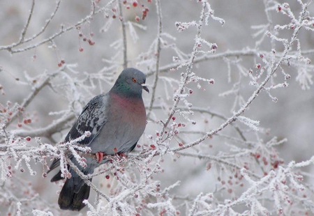 Lone pigeon. - berry, winter, pigeon, bird