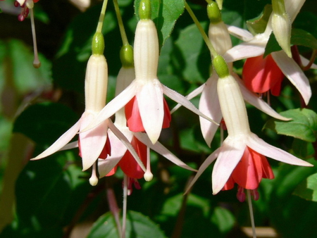 WHITE AND RED FUSHIA - white, flowers, fushia, red