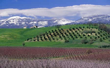 Orchards in the Alps - alps, nature, orchards, other