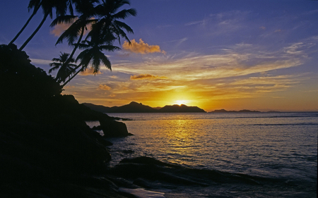 Sunset - nature, beach, sunset, palm, other