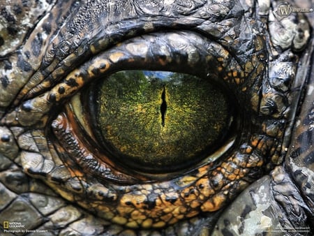 green eye - skin, alligator, green, ball, eye