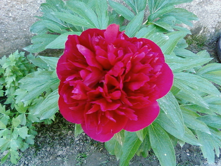 BEAUTIFUL BOZUR FLOWER - red, leaves, beauty, green