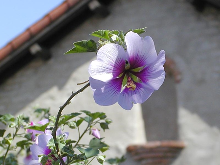 PRETTY PURPLE - flower, purple, pretty, plant