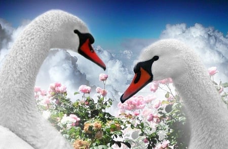 Swans - swans, flowers, animals, other