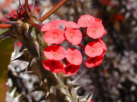 PRICKLES - plant, prickles, flower, red