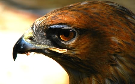 THE EYE OF THE HAWK - bird of prey, hawk, face, predator, eye