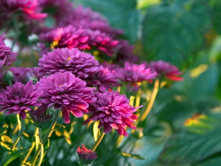 CHRYSANTHEMUM'S FOR MONIKA - flowers, monika, mums, friend