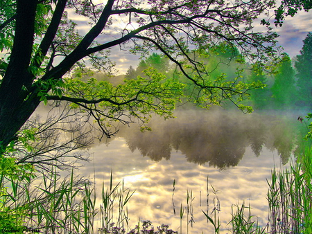 When the fog lifted - nature, branches, forest, lifted, river, fog, mist