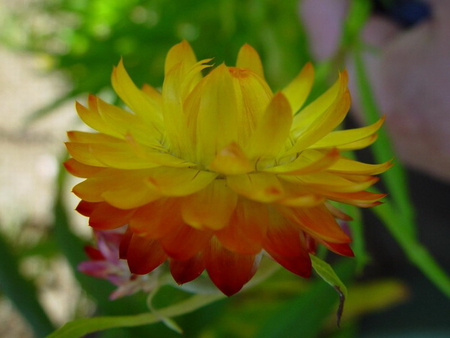 PAPER DAISY - paper, flower, yellow, daisy