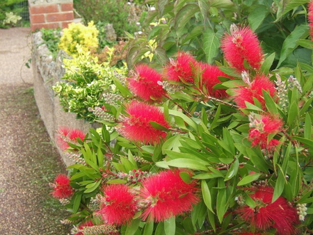 BOTTLE BRUSH FLOWERS - flowers, brush, bottle, red