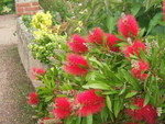 BOTTLE BRUSH FLOWERS