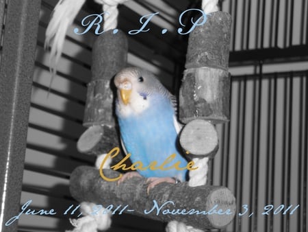 Charlie Budgie - charlie, cute, bird, budgie