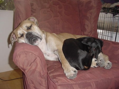 BOXER AND DACHSHUND - chair, cosy, friends, sharing