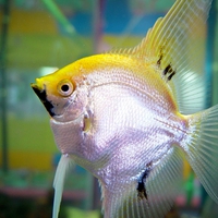 Yellow-and-Silver-Fish