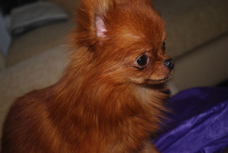 CUTE LITTLE POM - toy, pom, cute, dog