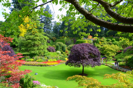 gardenia - nature, trees, green, flowers, garden, grass