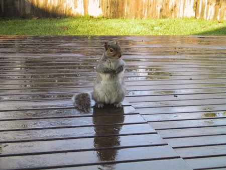 Squirrel - cut, cool, squirrel, picture