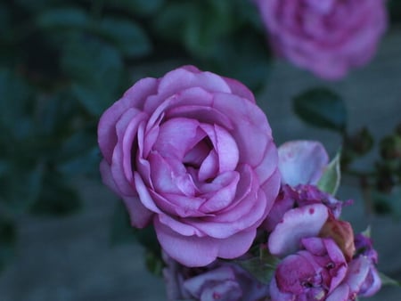 FOR DEAR GAYATRI - purple, pretty, gayatri, rose