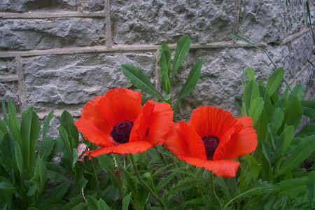 PRETTY POPPIES - red, flower, pretty, poppies