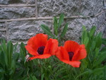 PRETTY POPPIES