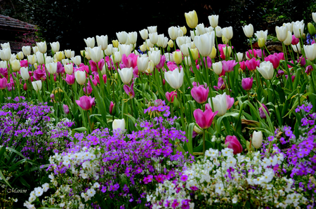 tulips - flowers, tulips, nature, colors, flower, tulip