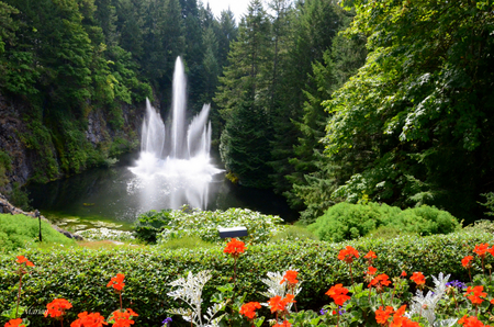 garden - nature, trees, falls, flowers, garden