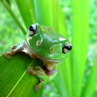 Candid-Frog